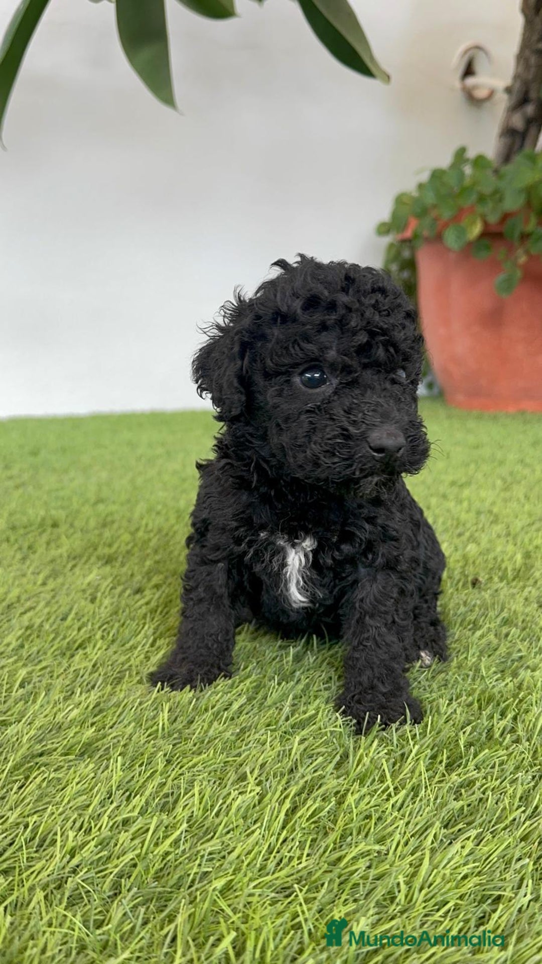 Perro de Agua Español perros en venta: PERRO DE AGUA ESPAÑOL HEMBRA - Imagen 25