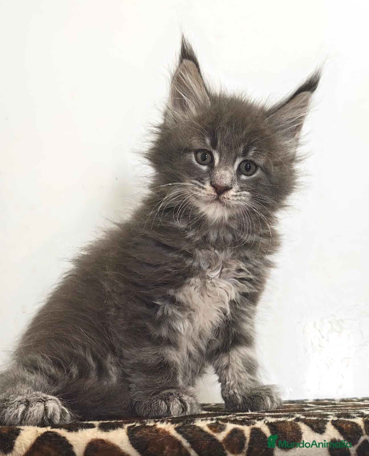 Maine Coon gatos Macho de maine coon - Anuncio 1