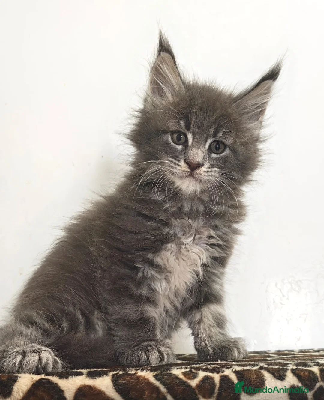 Maine Coon gatos en venta: Macho de maine coon - Anuncio 1