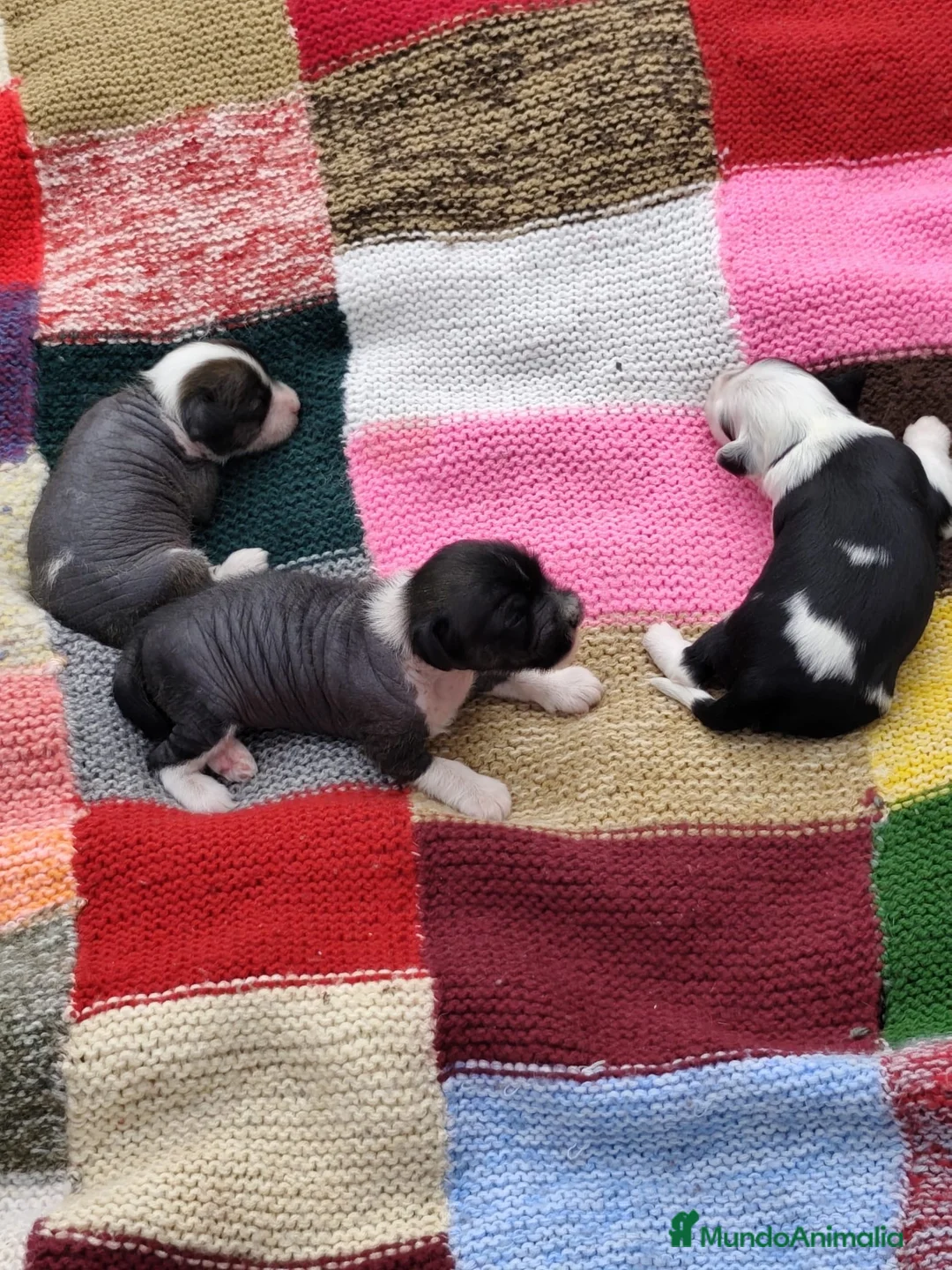 Boxer perros en venta: Cachorros de Boxer  - Anuncio 2