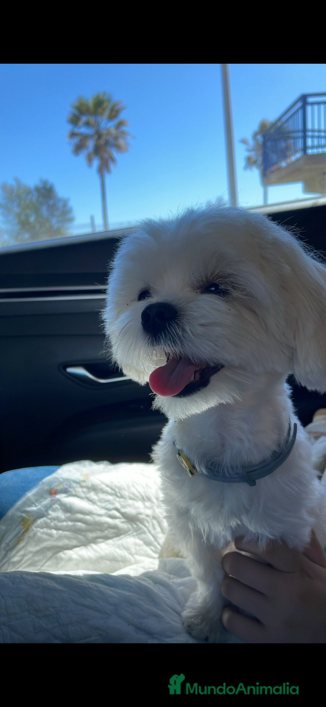 Bichón Maltés perros para monta: Bichon Maltés disponible para monta 🐶 - Anuncio 3