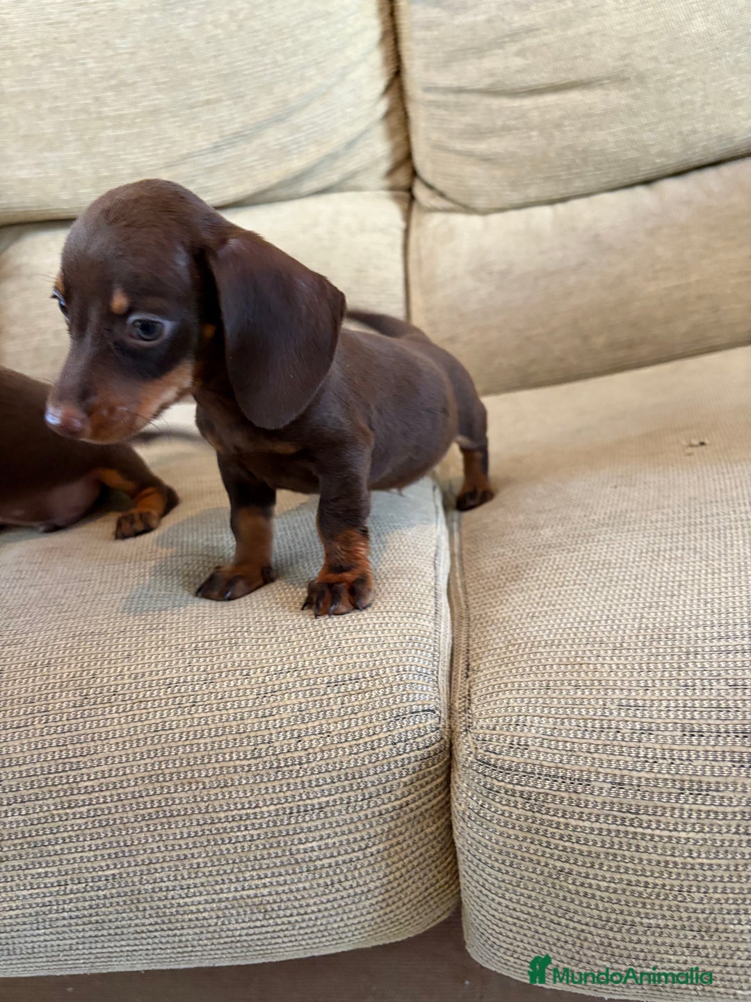 Teckel perros en venta: Disponibles Teckels kaninchen  - Imagen 2