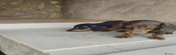 Teckel Miniatura perros en venta: Cachorras teckel miniatura  - Anuncio 4