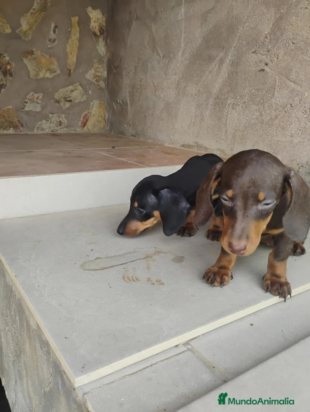 Teckel Miniatura perros en venta: Cachorras teckel miniatura  - Anuncio 4