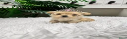 Maltipoo perros en venta: MALTIPOO TOY COREANOS  - Anuncio 34