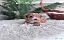 Maltipoo perros en venta: MALTIPOO - Imagen 11
