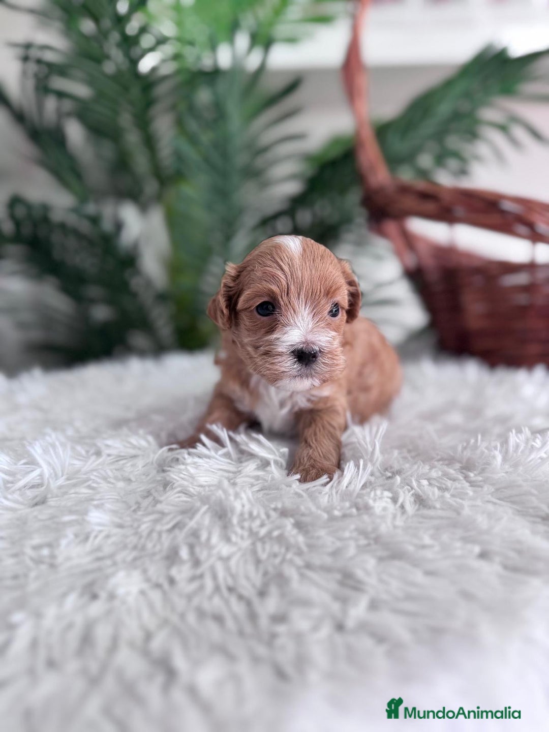Maltipoo perros en venta: MALTIPOO - Imagen 11