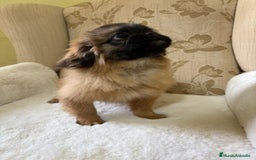 Pekinés perros en venta: Cachorros de Pekines Imperial hembras  - Imagen 10
