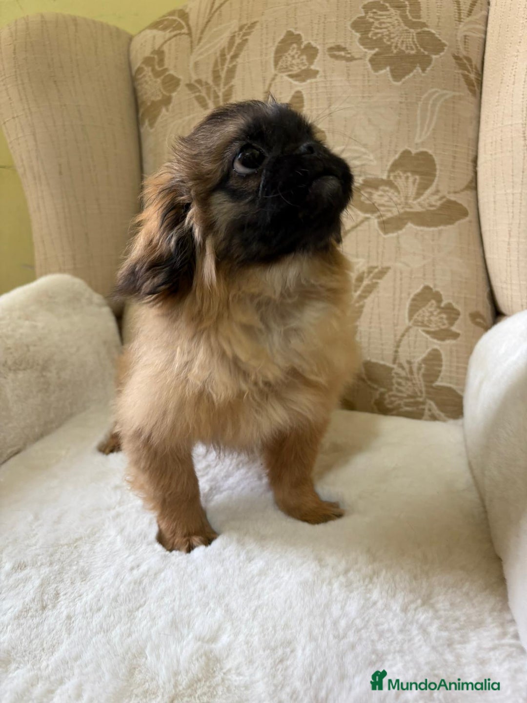 Pekinés perros en venta: Cachorros de Pekines Imperial hembras  - Imagen 10