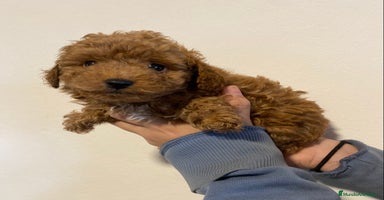 Caniche Enano perros - Anuncio 13
