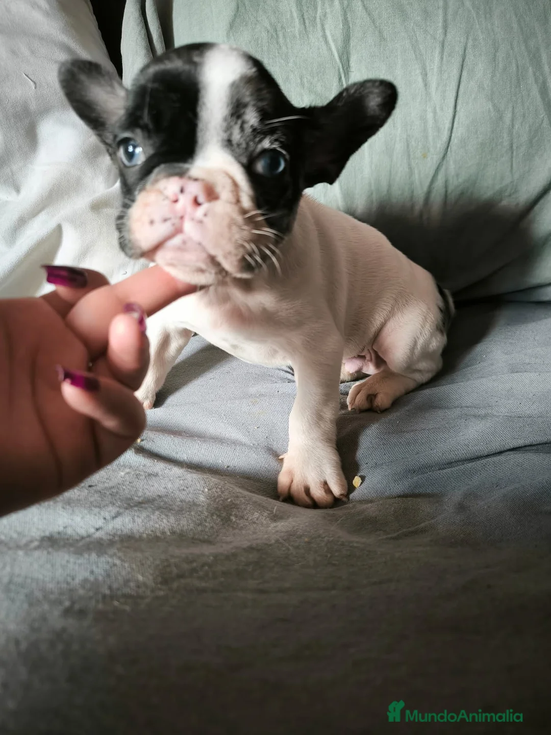 Bulldog Francés perros en venta: BULLDOG FRANCÉS MERLE en Madrid - Anuncio 13