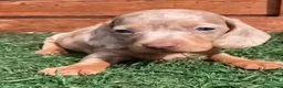 Teckel Miniatura perros en venta: Teckel kaninchen  - Anuncio 3