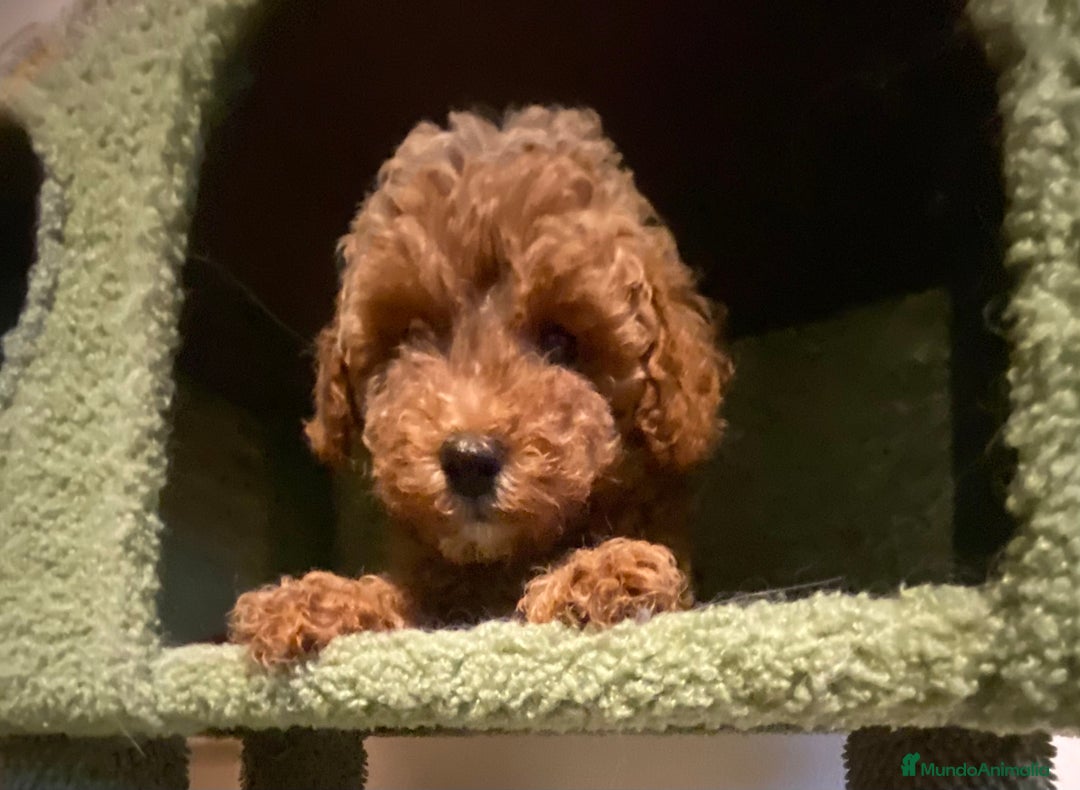 Caniche Enano perros en venta: Preciosos Caniches  - Imagen 8