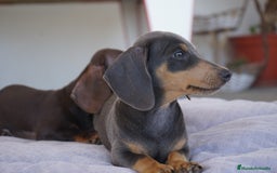 Teckel Miniatura perros en venta: 🌙 Tiko y Munchi – Elegancia en tonos silver 🐾 - Imagen 1