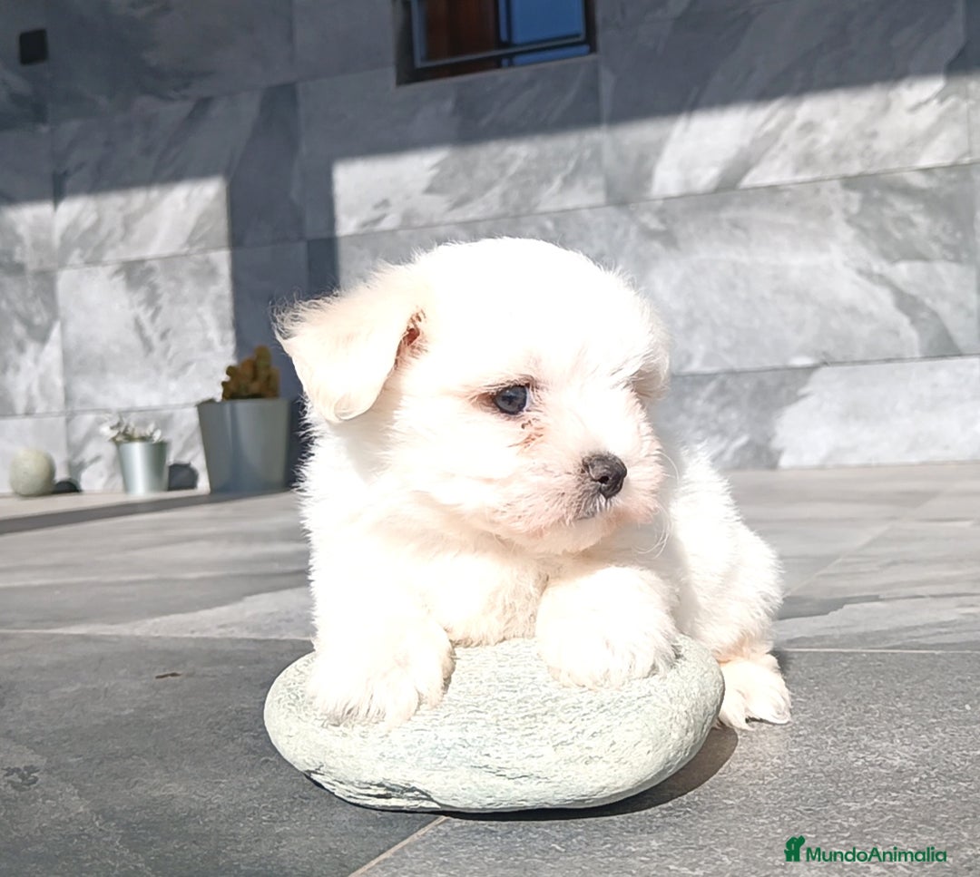 Bichón Maltés perros en venta: Bichon maltés  - Anuncio 2