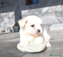 Bichón Maltés perros Bichon maltés - Anuncio 4