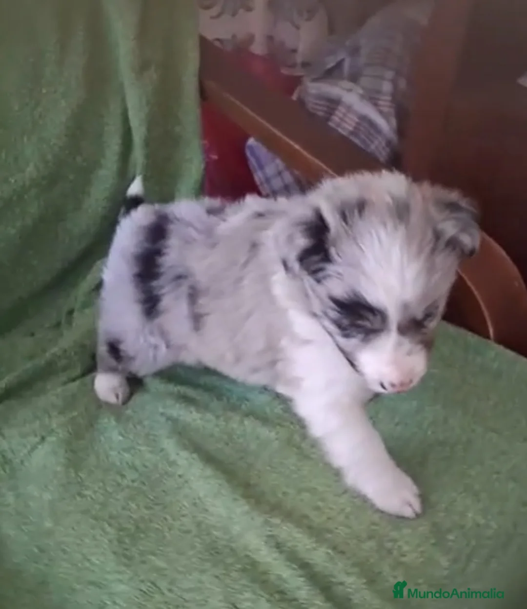 Border Collie perros en venta: Border collie - Anuncio 2