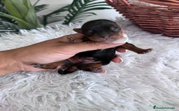 Yorkshire Terrier perros en venta: YORKSHIRE TERRIER MACHO  - Imagen 7