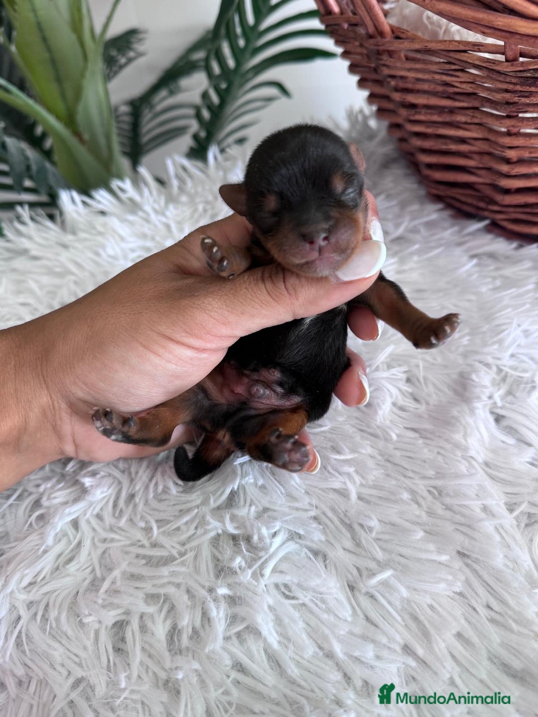 Yorkshire Terrier perros en venta: YORKSHIRE TERRIER MACHO  - Imagen 7