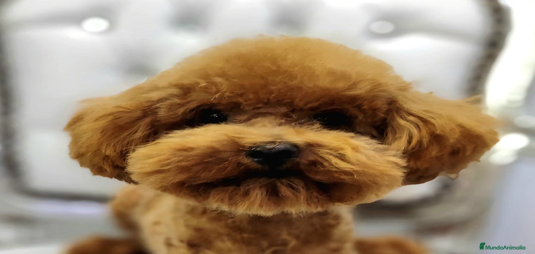 Imagen de galería {{count}}