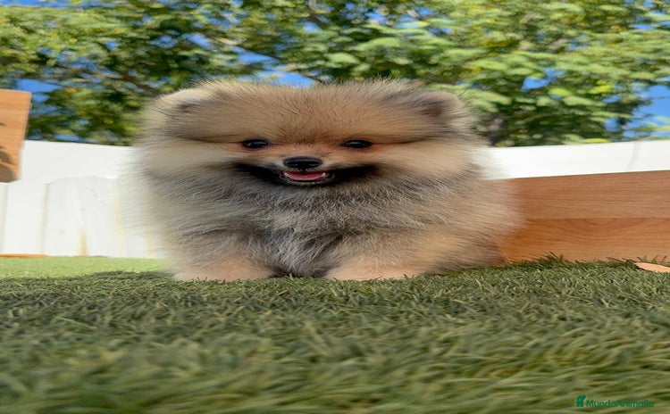 Pomerania perros - Anuncio 3