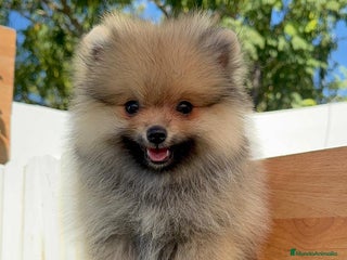 Pomerania perros - Anuncio 3
