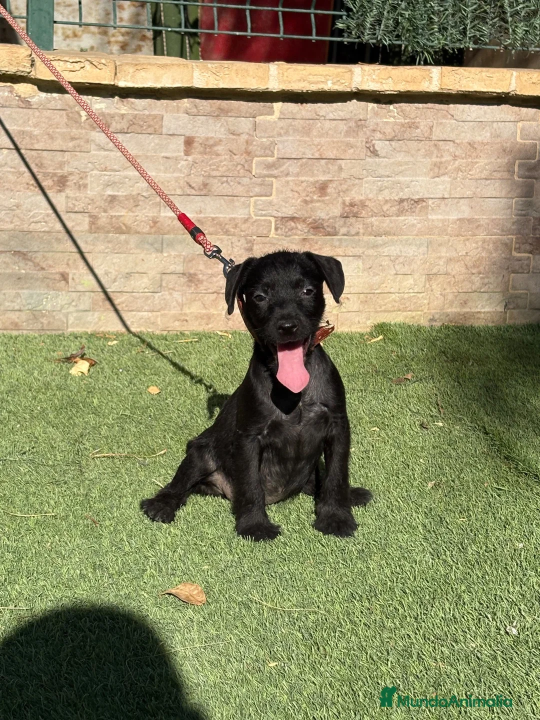 Jack Russell Terrier perros en venta: Cachorros Patterdale terrier  - Anuncio 5