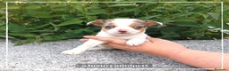Chihuahua perros en venta: Camada de Chihuahua cabeza de venado en Madrid - Anuncio 1
