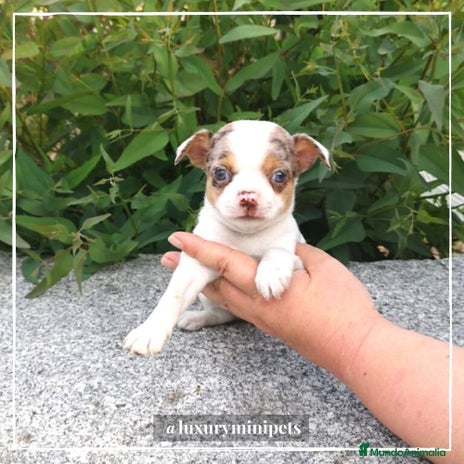 Chihuahua perros en Madrid - Anuncio 8