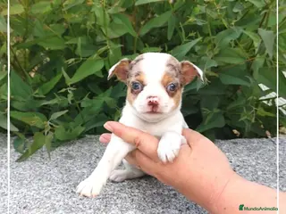 Chihuahua perros Camada de Chihuahua cabeza de venado en Madrid - Anuncio 34