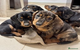 Teckel Miniatura perros en venta: Tecke mini  - Imagen 1