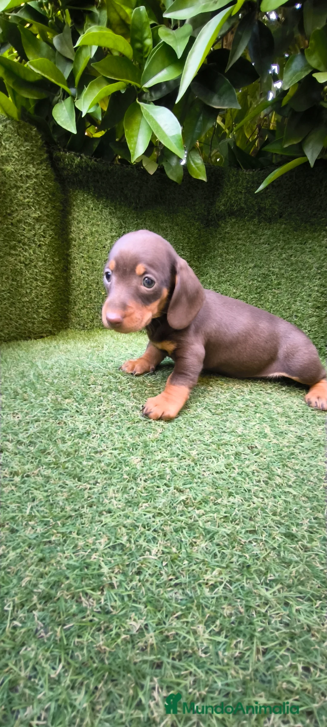 Teckel perros en venta: camada teckel arlequín chocolates  - Anuncio 2