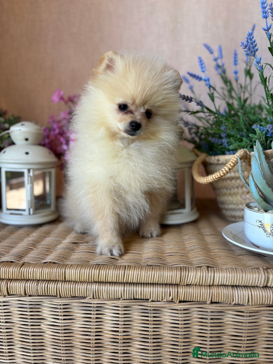Pomerania perros en venta: Pomerania macho con toda la vacunación!!! - Anuncio 1
