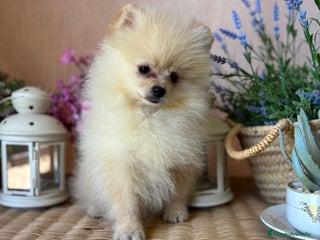 Pomerania perros Pomerania macho con toda la vacunación!!! - Anuncio 1