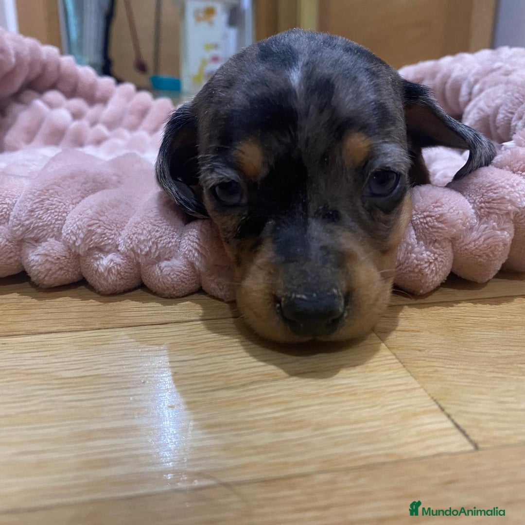 Teckel perros en venta: 🐾 TECKEL KANICHEN MACHOS – CRIADOS CON AMOR 🐾 - Anuncio 1