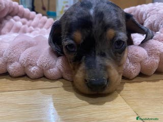 Teckel perros 🐾 TECKEL KANICHEN MACHOS – CRIADOS CON AMOR 🐾 - Anuncio 3