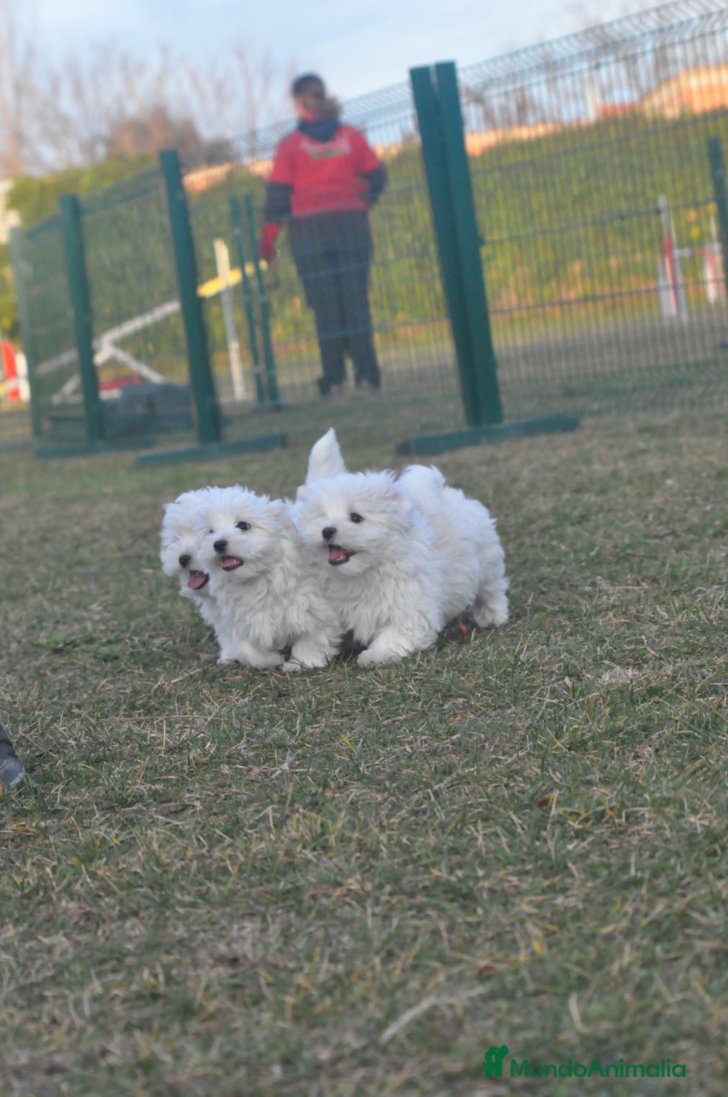 Bichón Maltés perros expectaculares cachorros - Anuncio 2