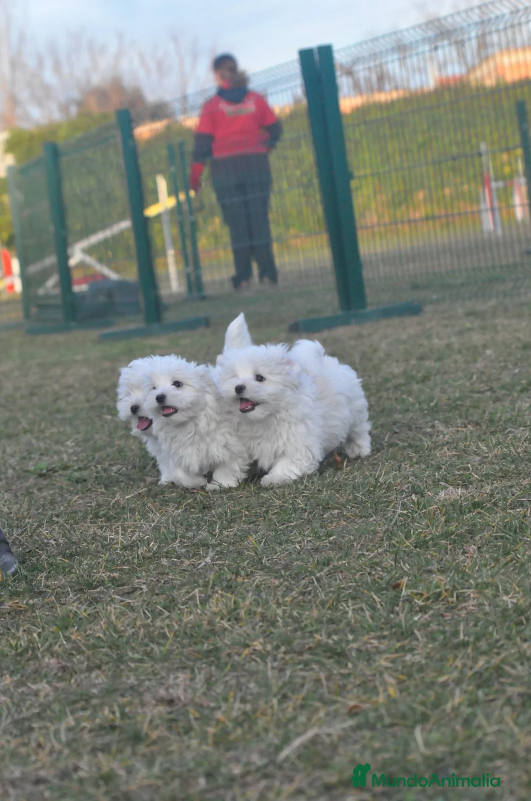 Bichón Maltés perros en venta: expectaculares cachorros - Anuncio 2