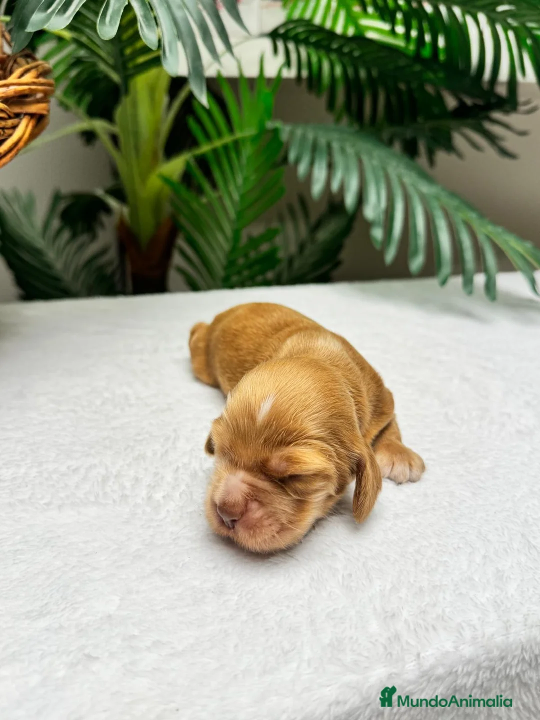 Cocker Spaniel Inglés perros en venta: COCKER SPANIEL INGLÉS HEMBRA - Anuncio 2