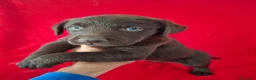 Labrador Retriever perros en venta: Labrador Retriever Chocolate  - Anuncio 1