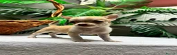 Chihuahua perros en venta:  CAMADA DE CHIHUAHUA – BLANCOS Y CANELA  - Anuncio 7
