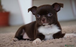 Chihuahua perros en venta: PADDY Y RONDA, DOS CHIHUAHUAS MUY ESPECIALES - Imagen 14