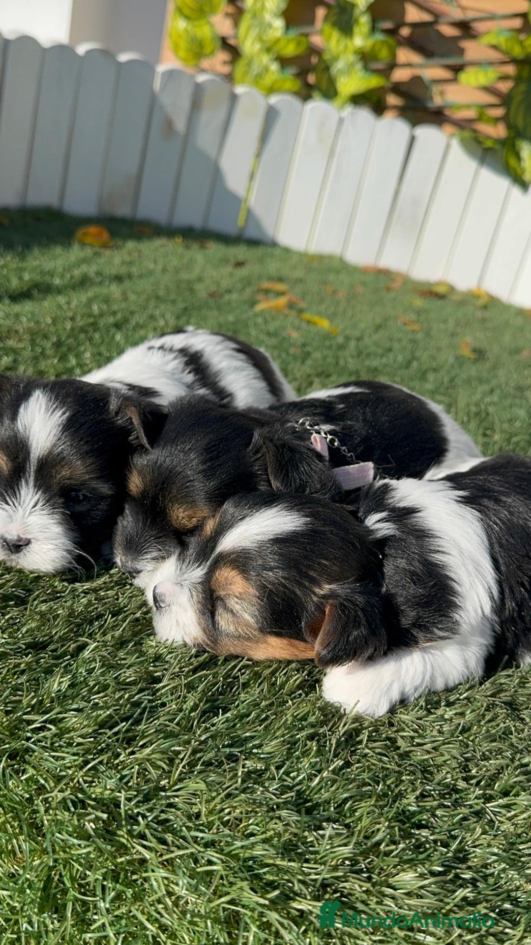 Yorkshire Terrier perros en venta: YORKSHIRE TERRIER BIEWER - Anuncio 12