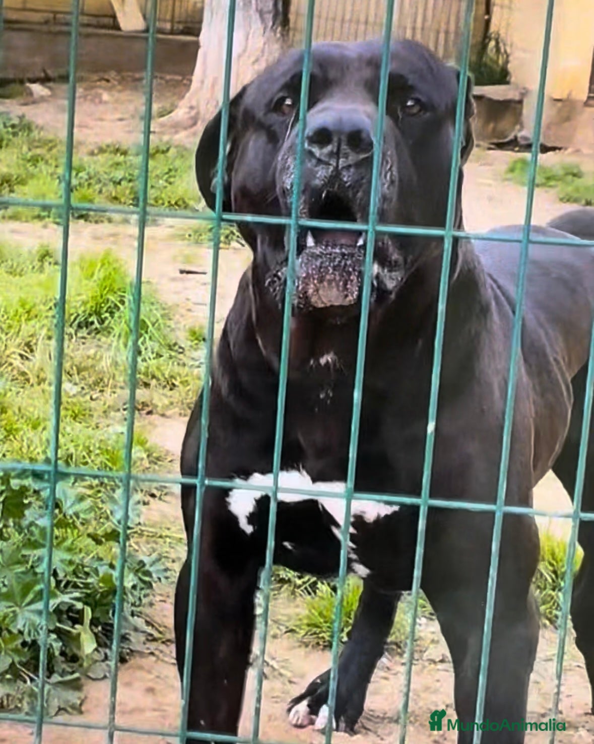 Presa Canario perros Presa canario  - Anuncio 1