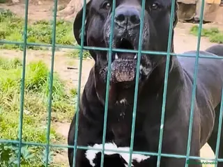Presa Canario perros Presa canario - Anuncio 1