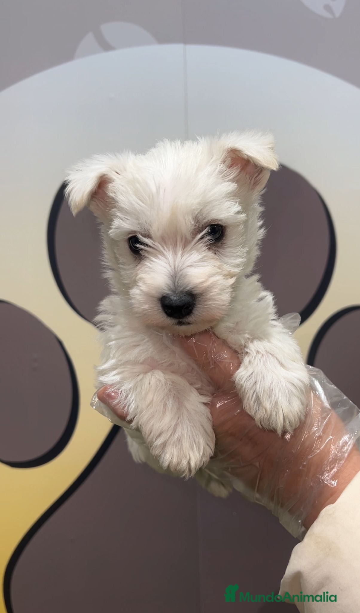 West Highland White Terrier perros PRECIOSO WESTY BEBE  - Anuncio 1