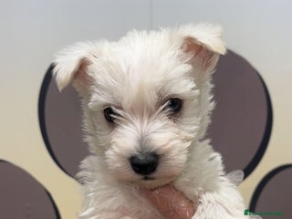 West Highland White Terrier perros PRECIOSO WESTY BEBE - Anuncio 1