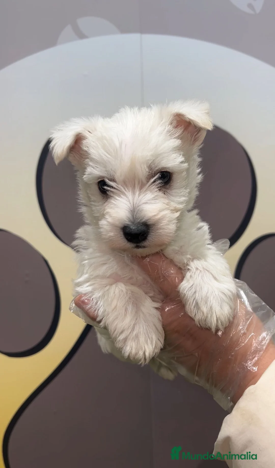West Highland White Terrier perros en venta: PRECIOSO WESTY BEBE  - Anuncio 1