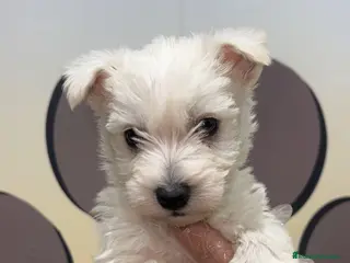 West Highland White Terrier perros PRECIOSO WESTY BEBE - Anuncio 1