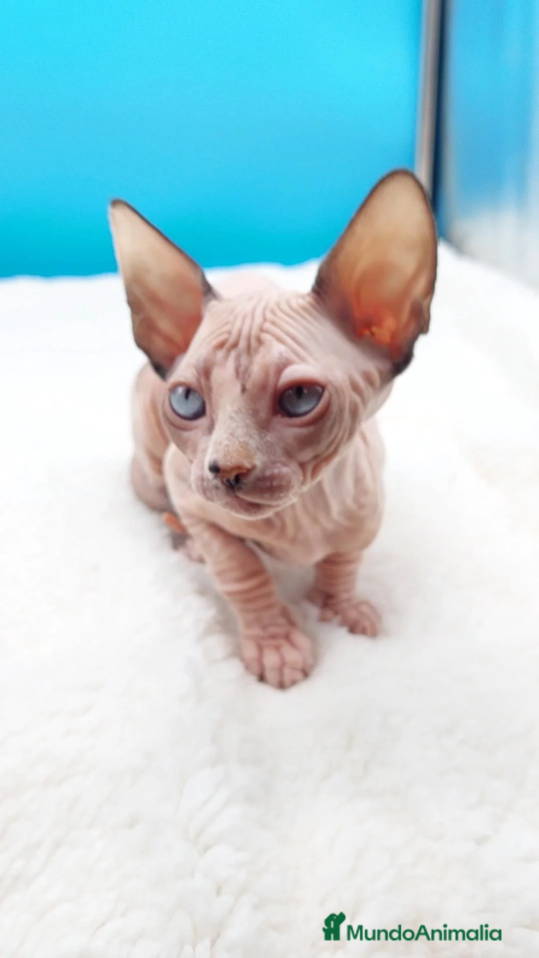 Sphynx gatos en venta: Preciosa hembrita ojos azules  - Anuncio 2